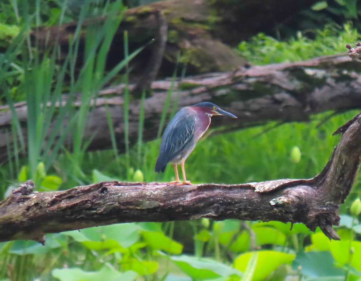 Green Heron - ML638315172