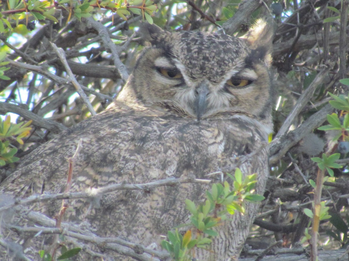 Lesser Horned Owl - ML638315173