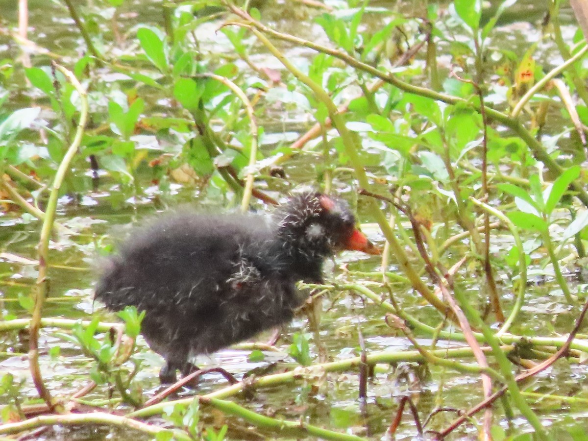 Common Gallinule - ML638315181