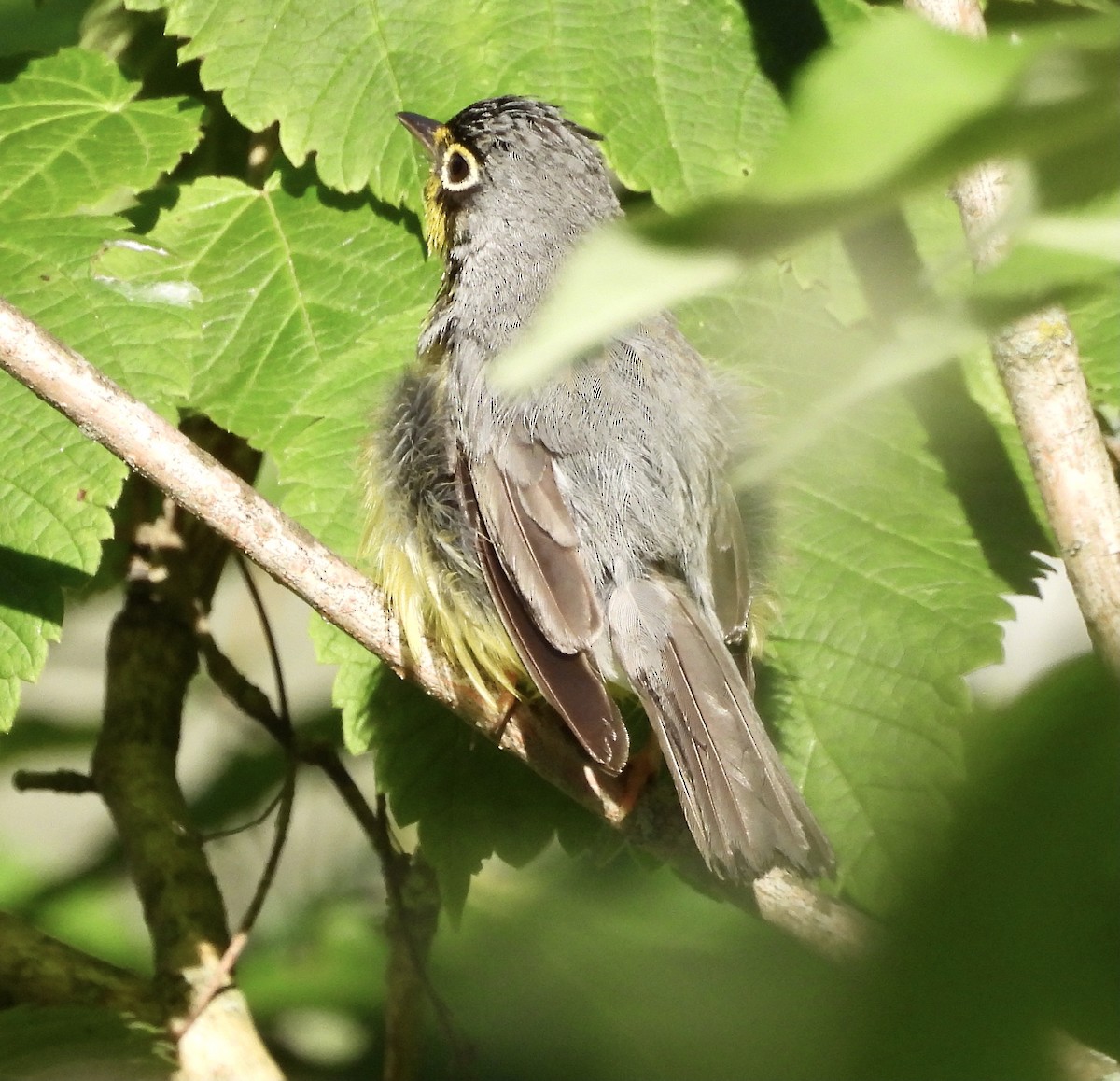 Canada Warbler - ML638315186
