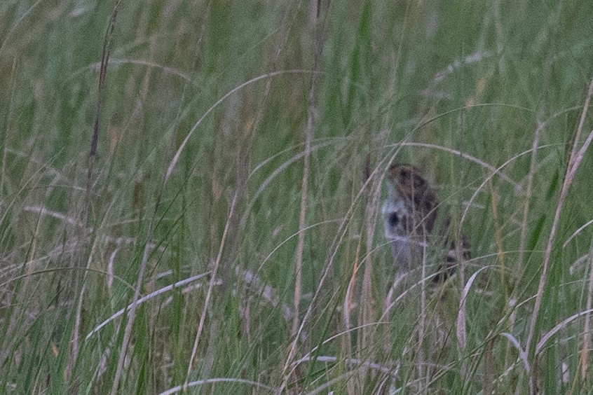 Saltmarsh Sparrow - ML638315187