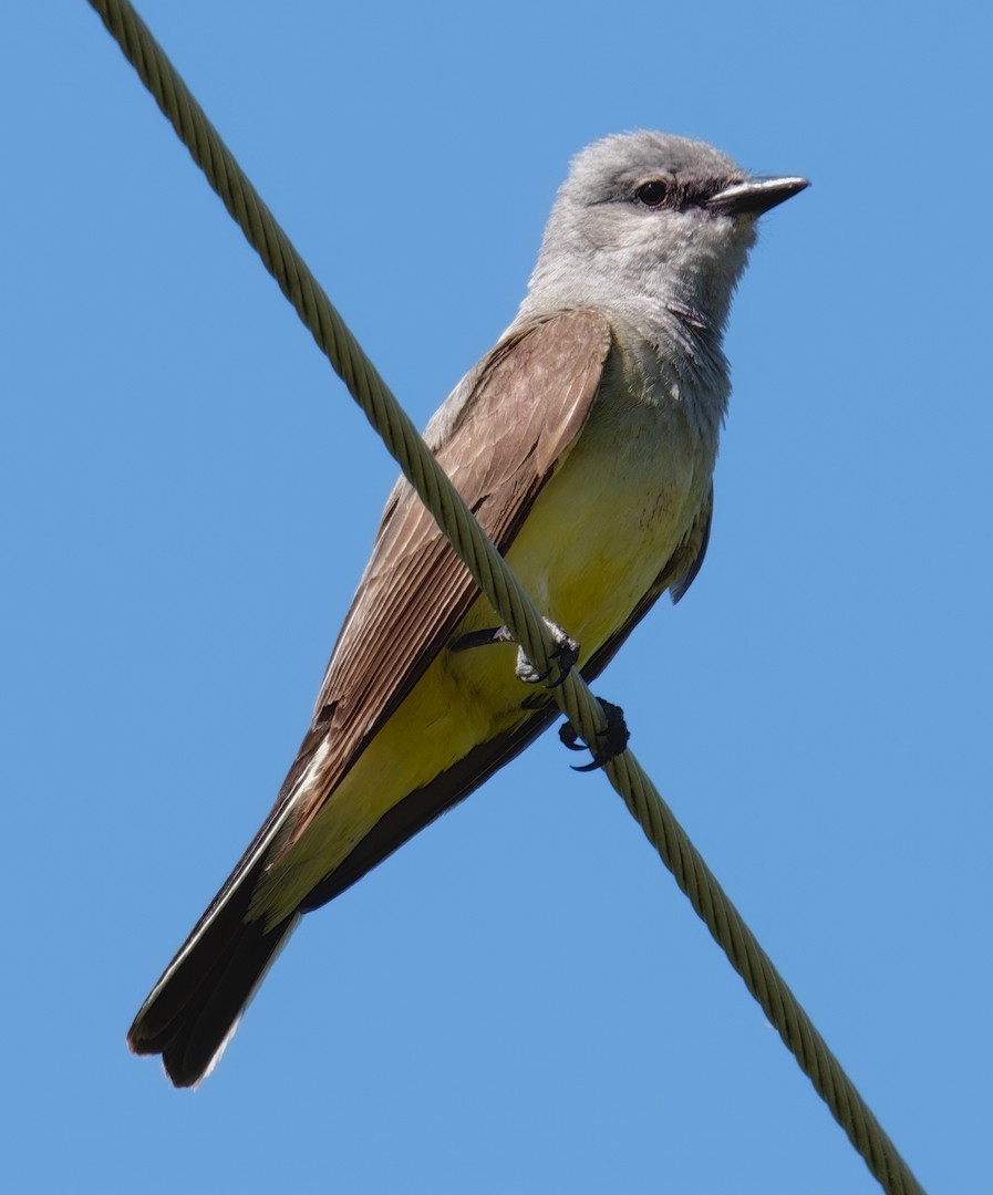 Western Kingbird - ML638315191