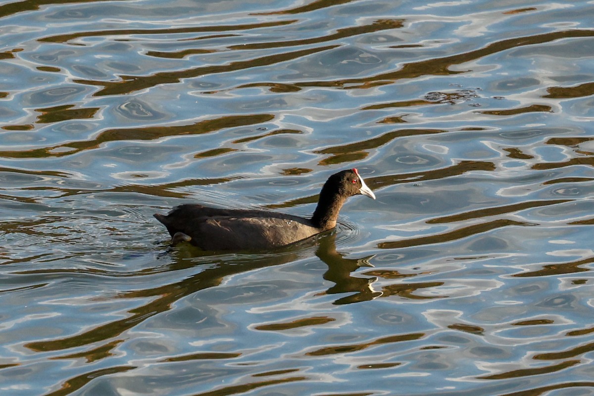 Red-knobbed Coot - ML638315194