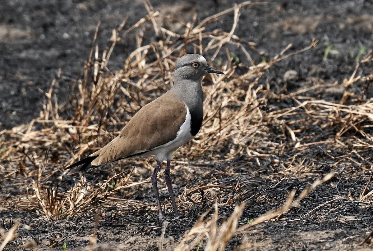 Black-winged Lapwing - ML638315196