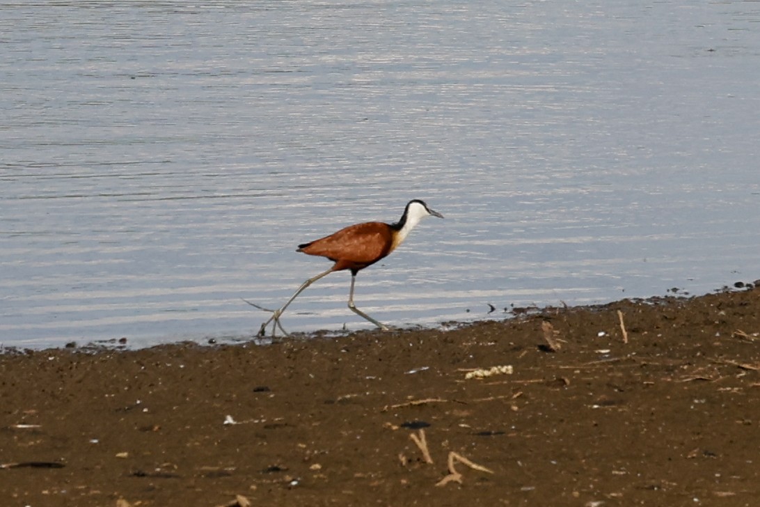 African Jacana - ML638315198
