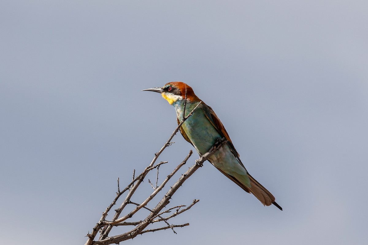European Bee-eater - ML638315207