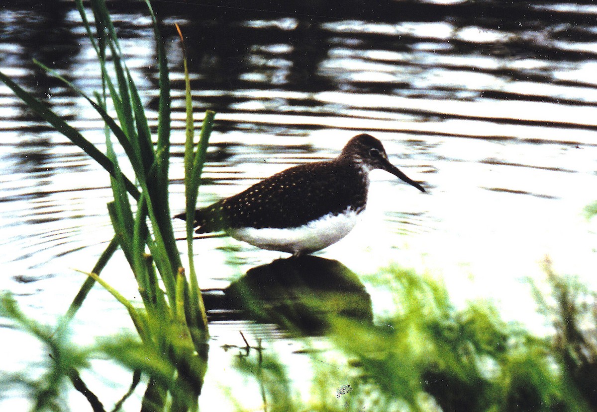 Green Sandpiper - ML638315209