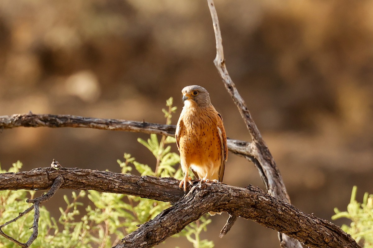Rock Kestrel - ML638315210