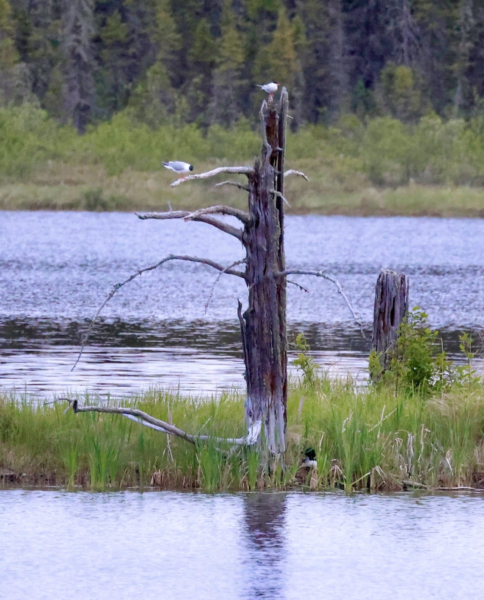 kanadahettemåke - ML638315212