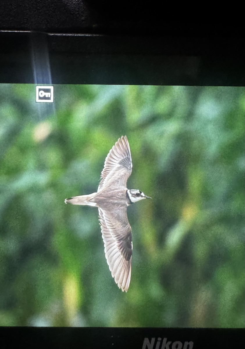 Long-billed Plover - ML638315217