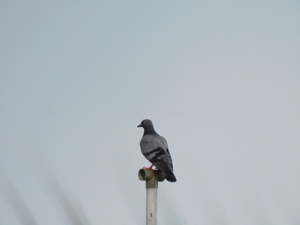 Pigeon biset (forme domestique) - ML638315224