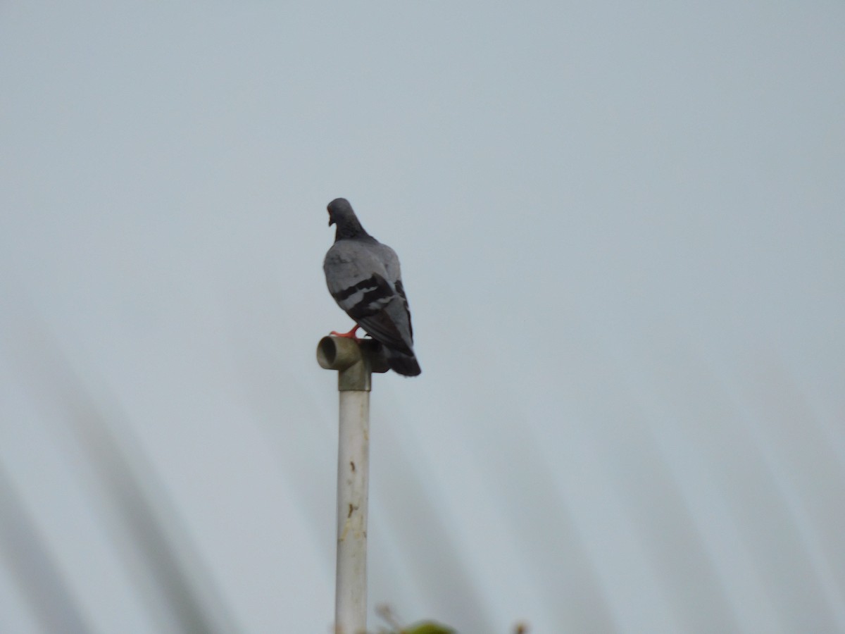Pigeon biset (forme domestique) - ML638315225