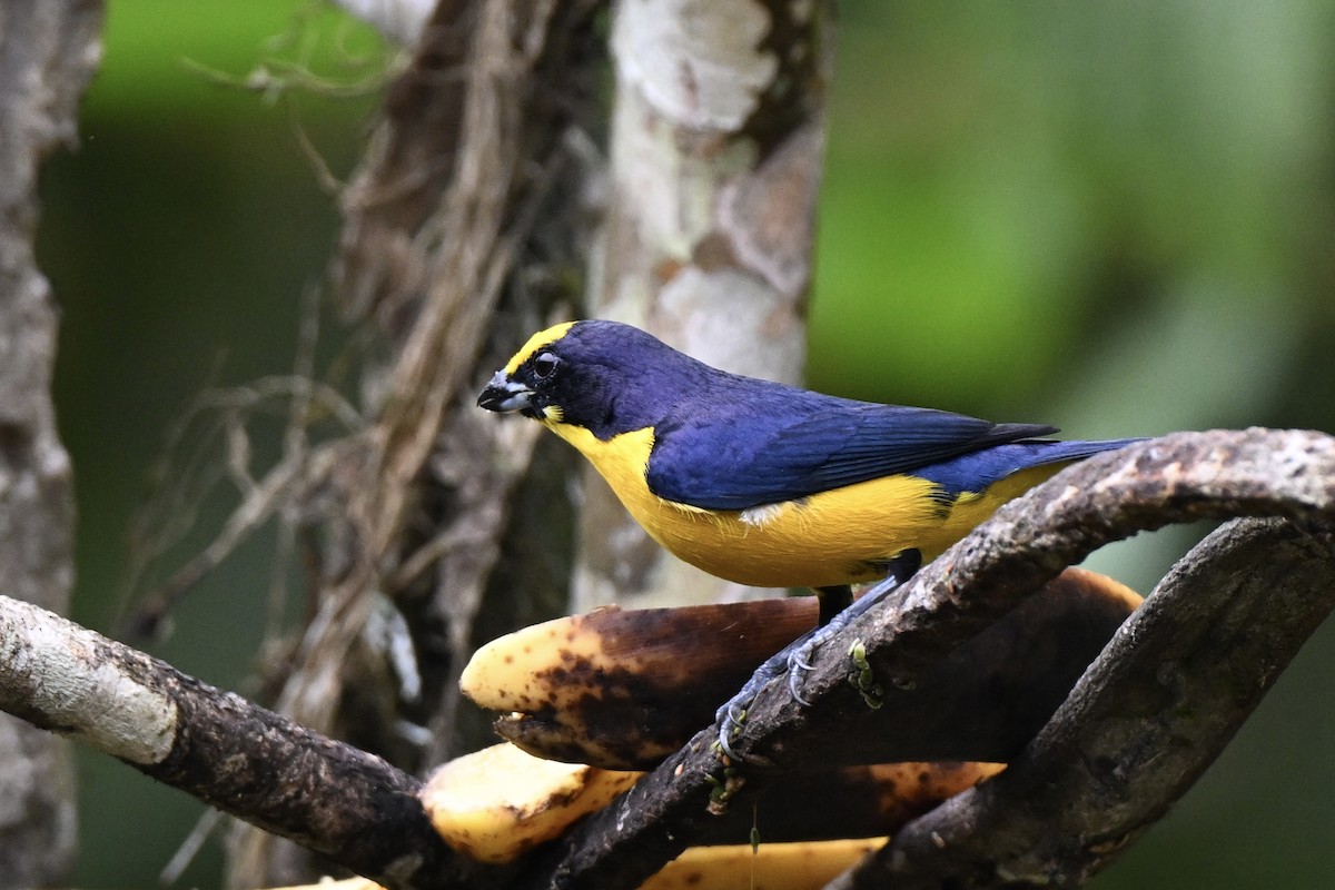 Thick-billed Euphonia (Black-tailed) - ML638315227