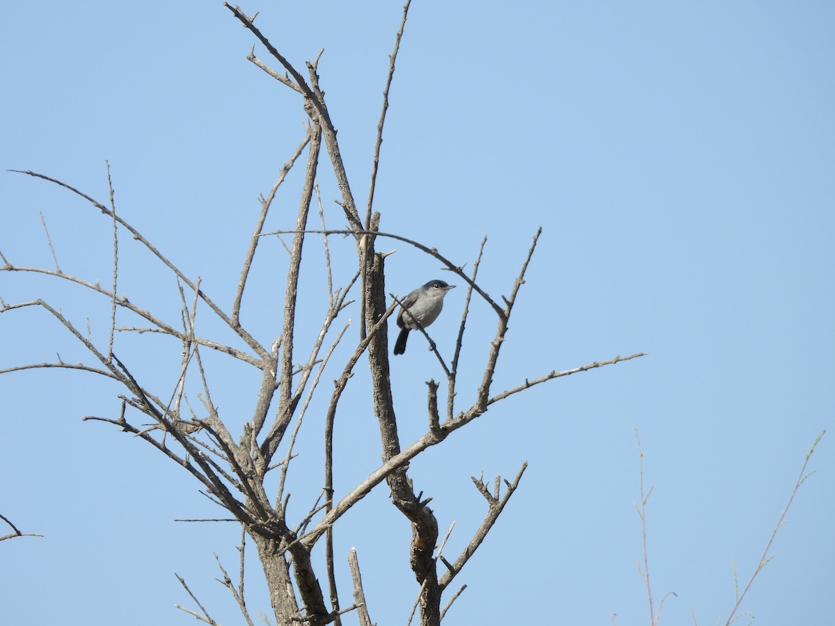 California Gnatcatcher - ML638315228