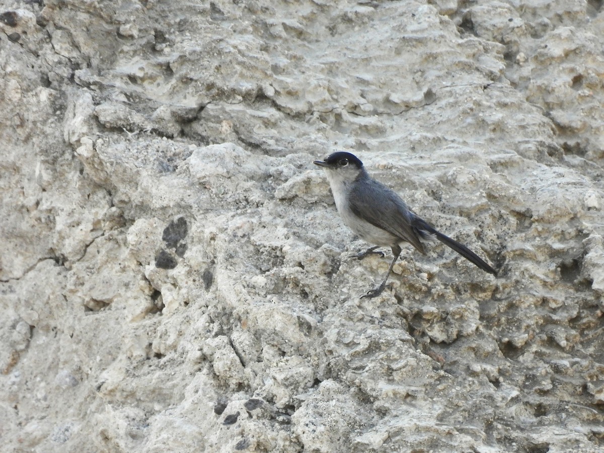 California Gnatcatcher - ML638315229