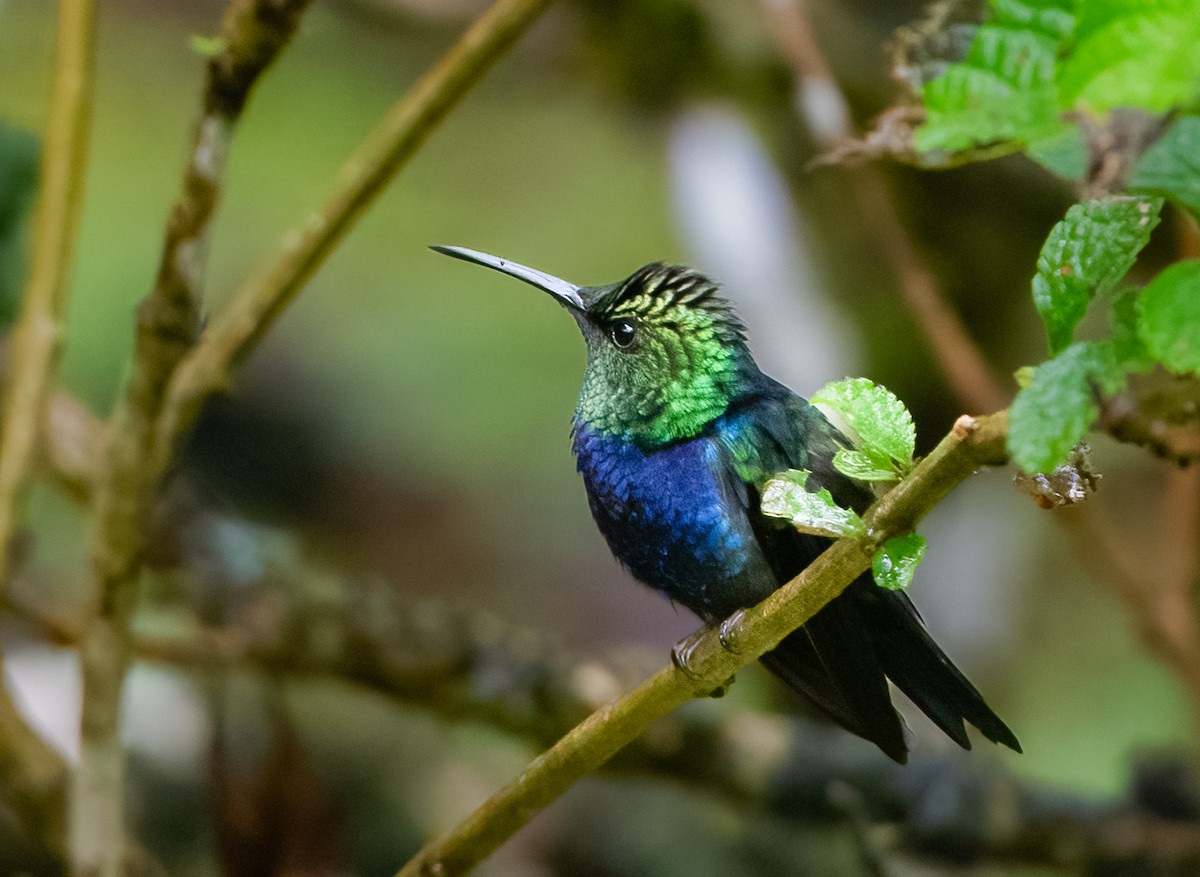 Fork-tailed Woodnymph - ML638315255