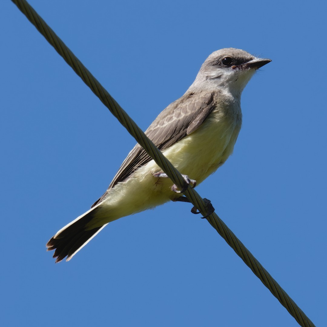Western Kingbird - ML638315257