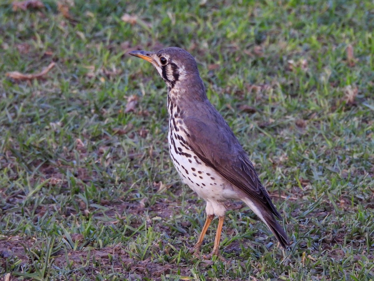 Groundscraper Thrush - ML638315260