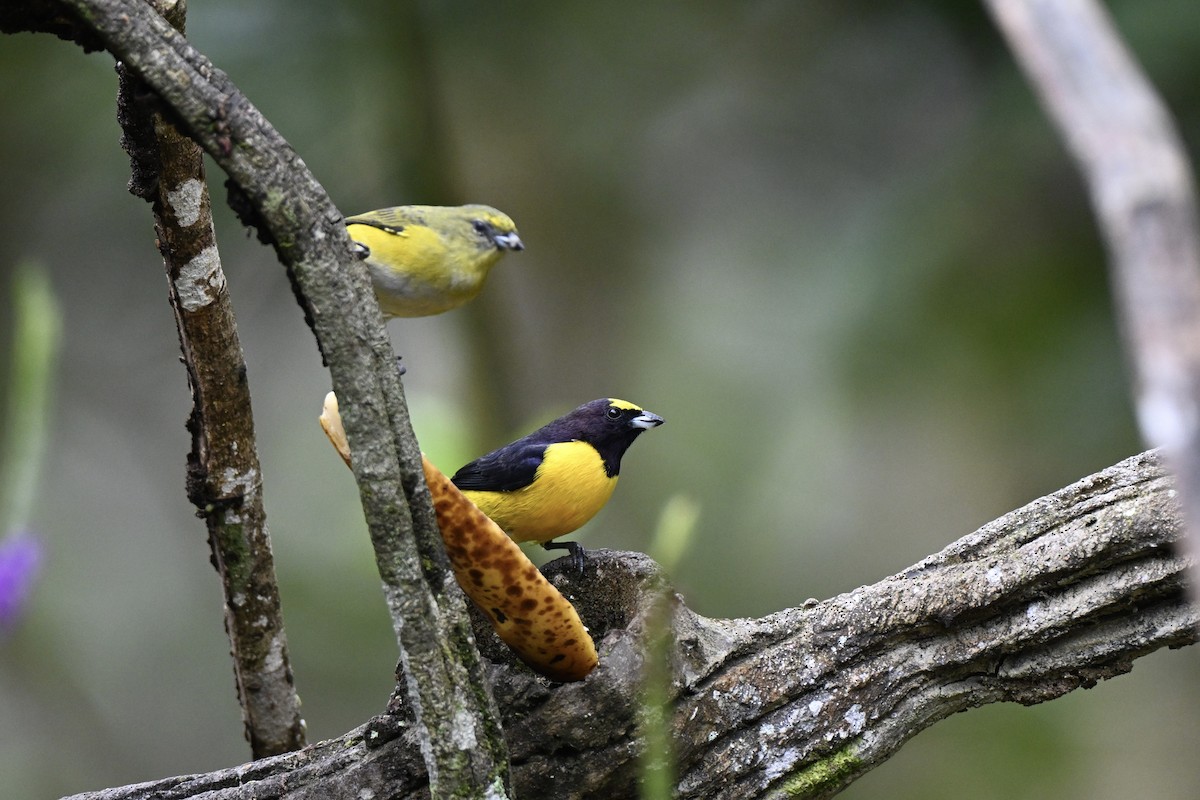 Purple-throated Euphonia - ML638315285