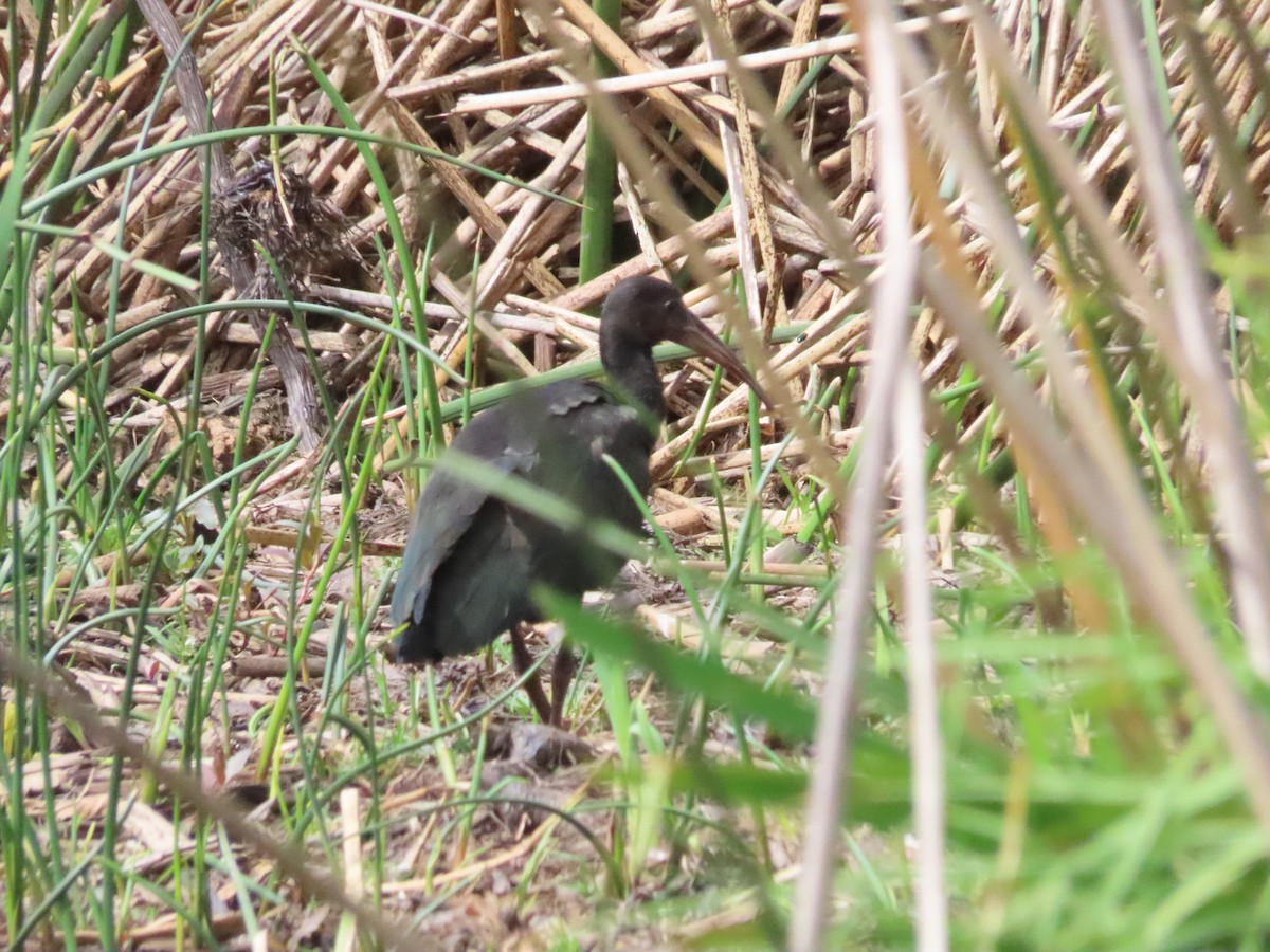 Bare-faced Ibis - ML638315287