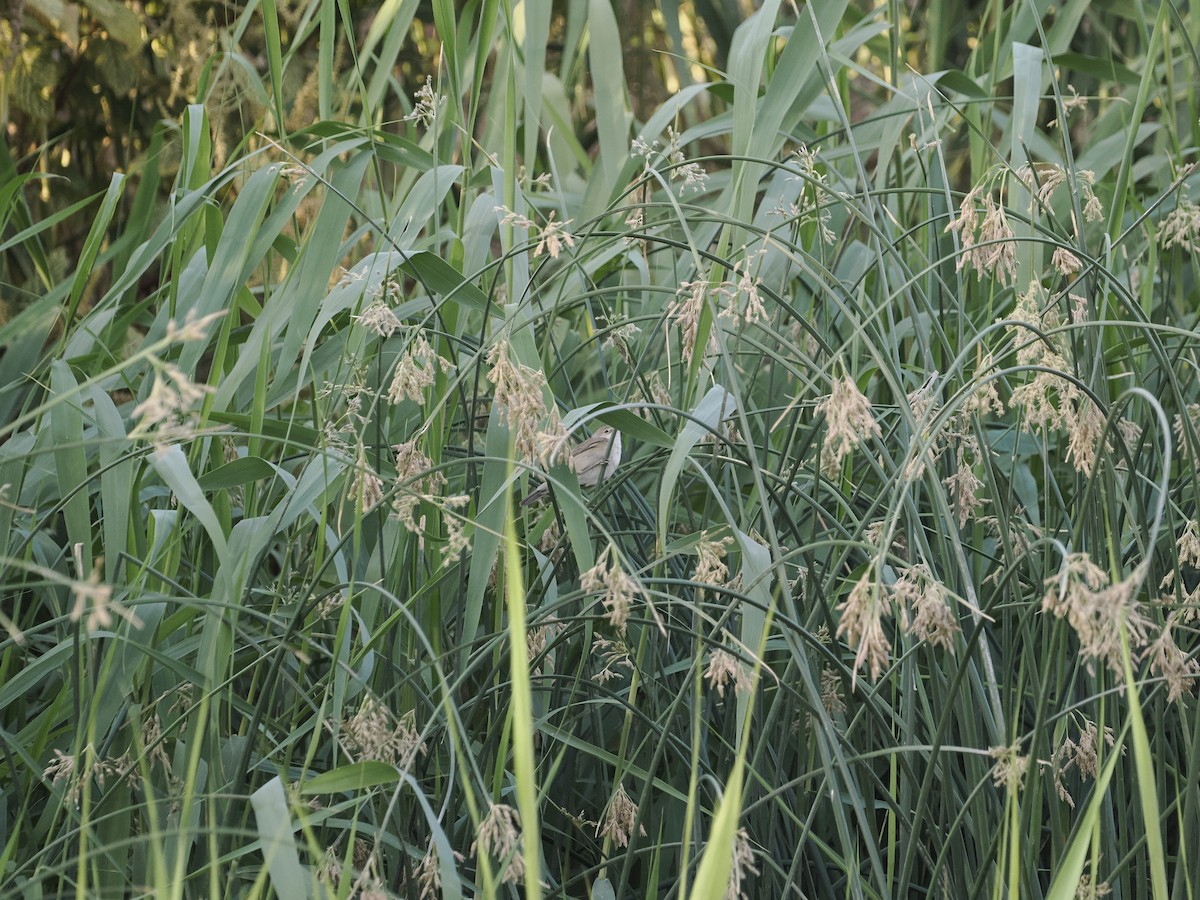 Common Reed Warbler - ML638315293