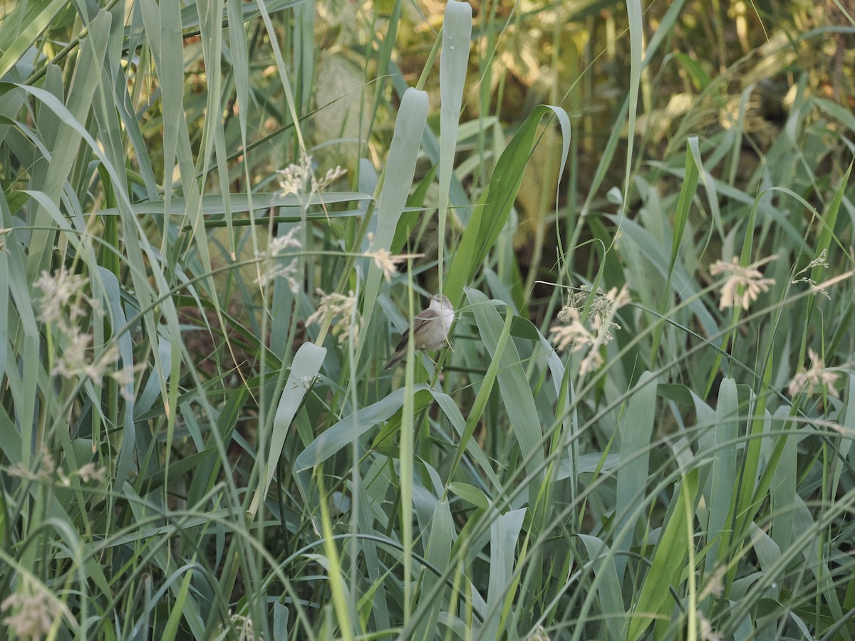 Common Reed Warbler - ML638315294