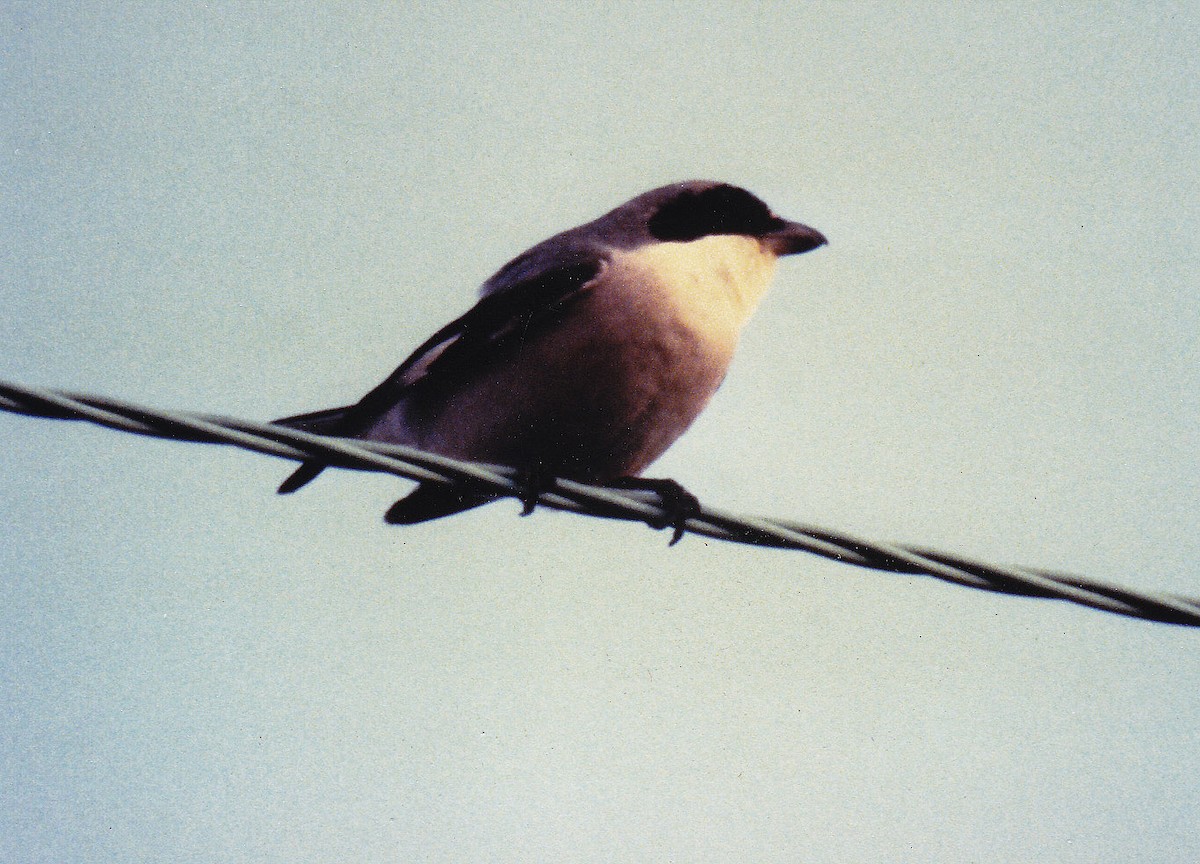 Lesser Gray Shrike - ML638315321