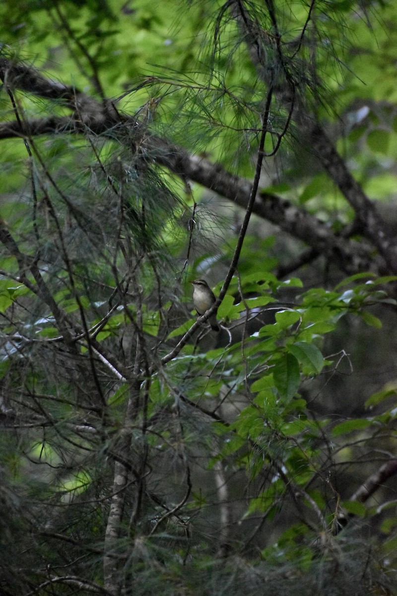 Swainson's Warbler - ML638315322