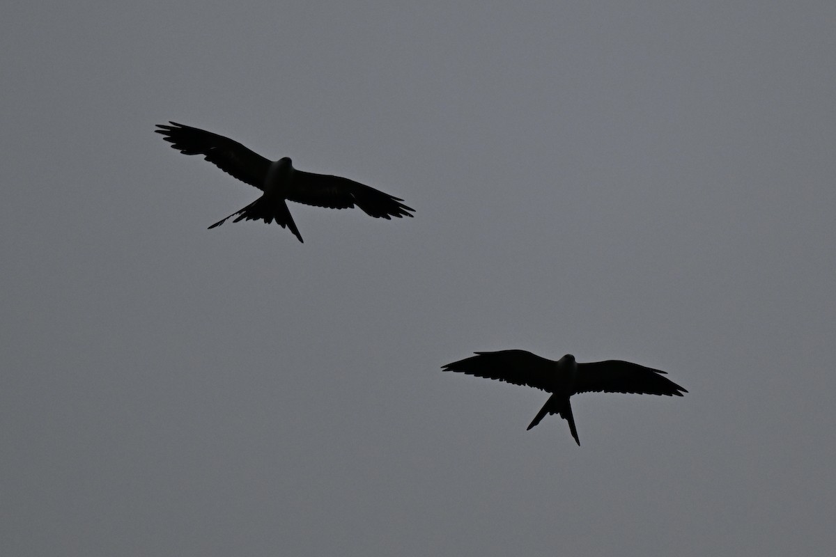 Swallow-tailed Kite - ML638315327