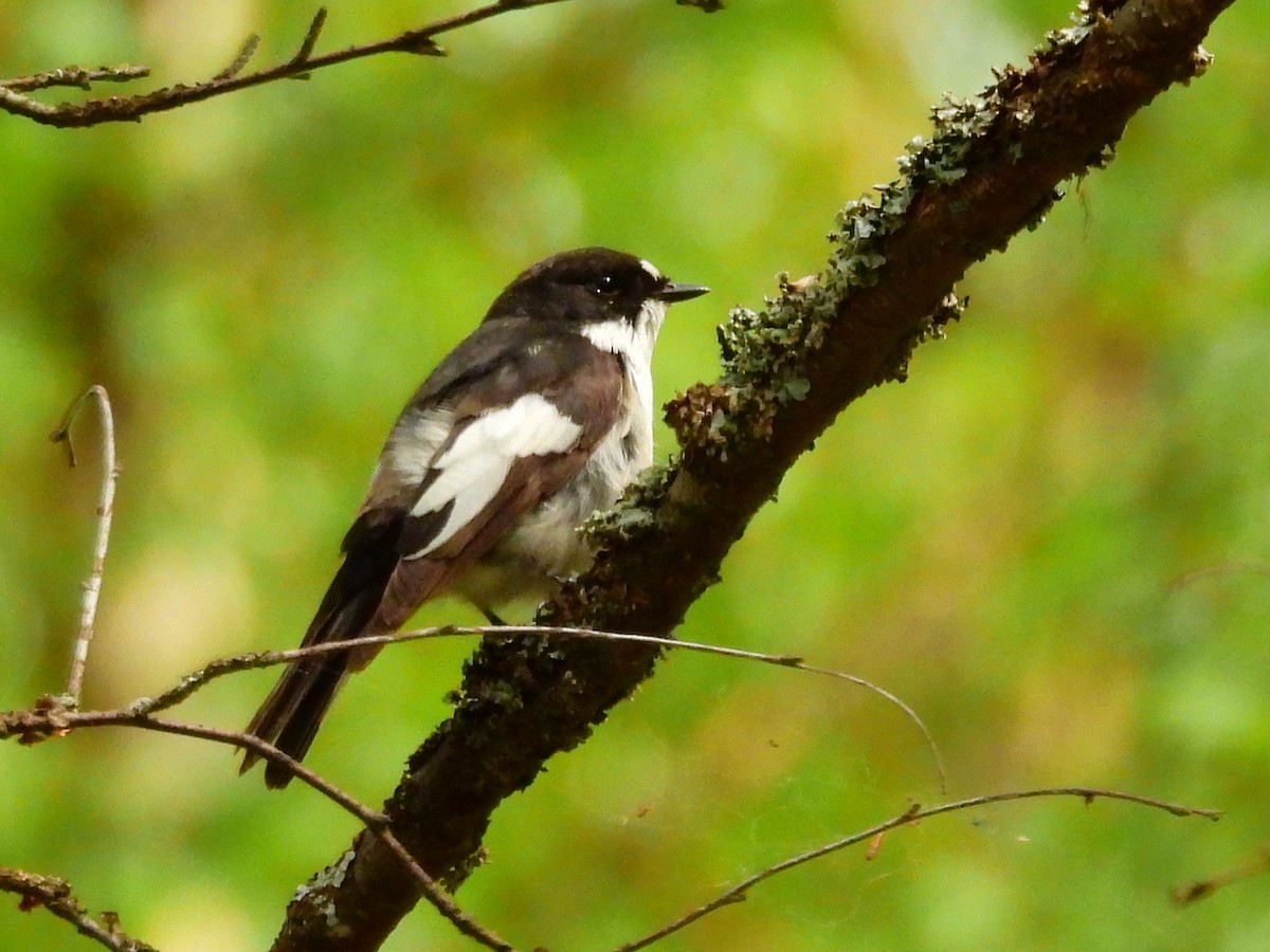 Gobemouche noir - ML638315352