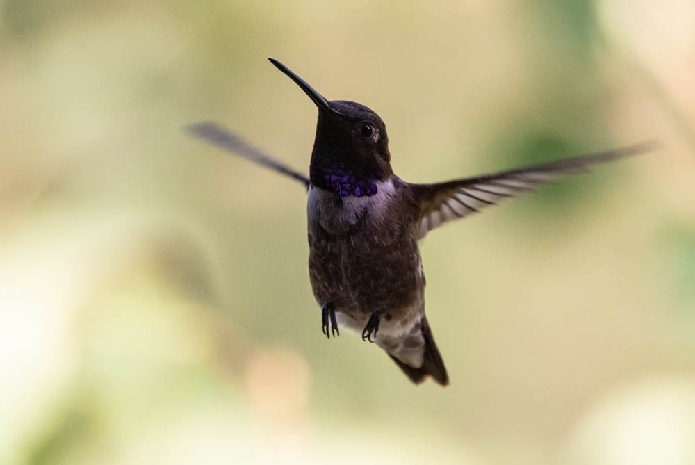 Colibri à gorge noire - ML638315355