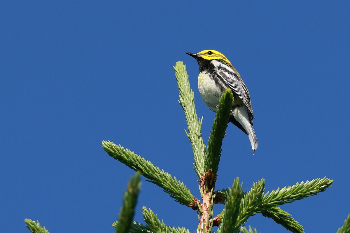 Black-throated Green Warbler - ML638315359