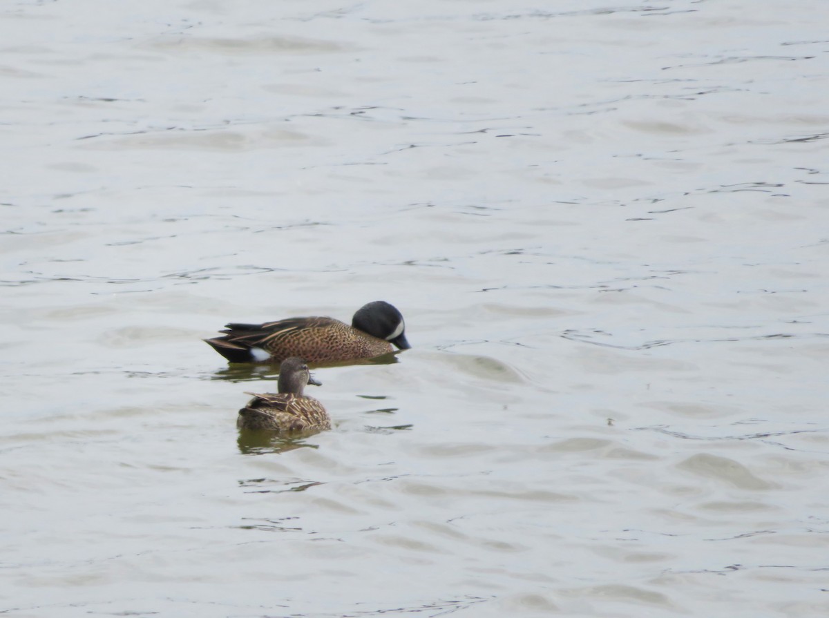 Blue-winged Teal - ML638315361