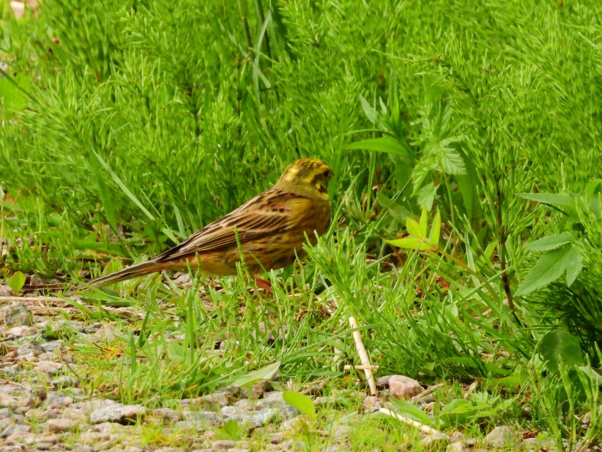 Yellowhammer - ML638315364