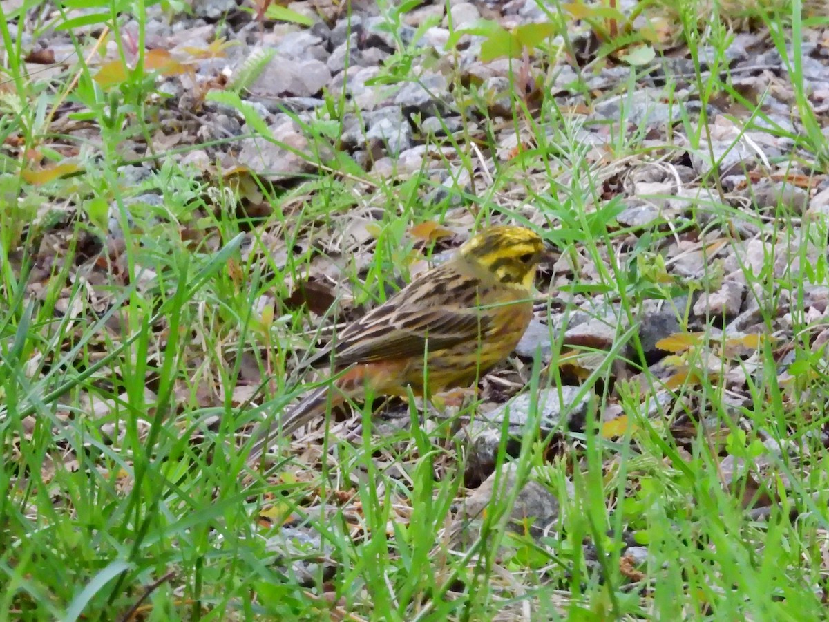Yellowhammer - ML638315365