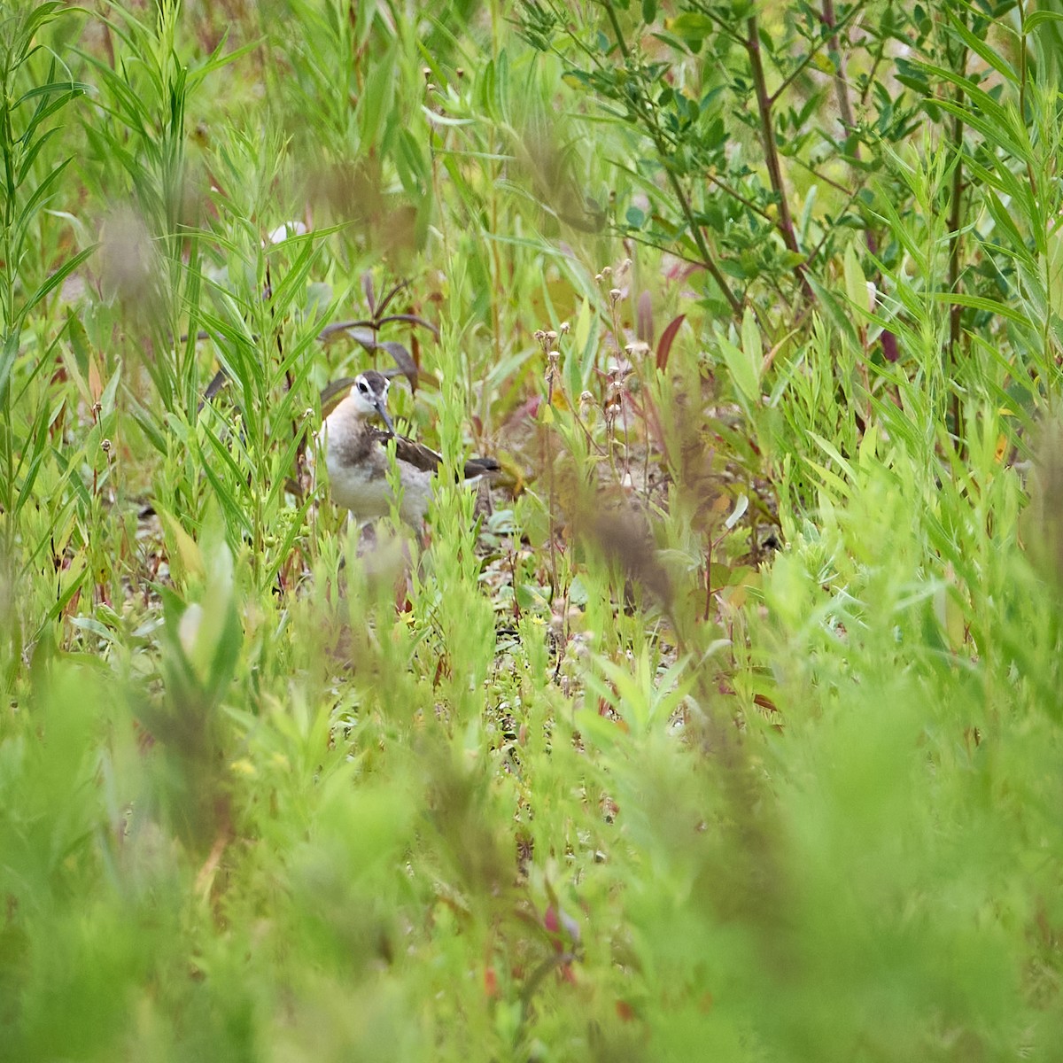 Wilson's Phalarope - ML638315366