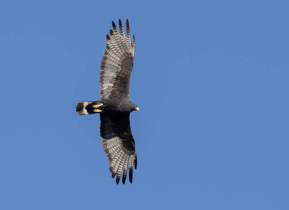 Zone-tailed Hawk - ML638315369