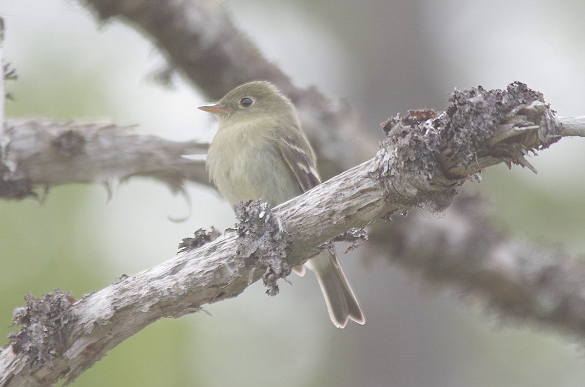 Yellow-bellied Flycatcher - ML638315374