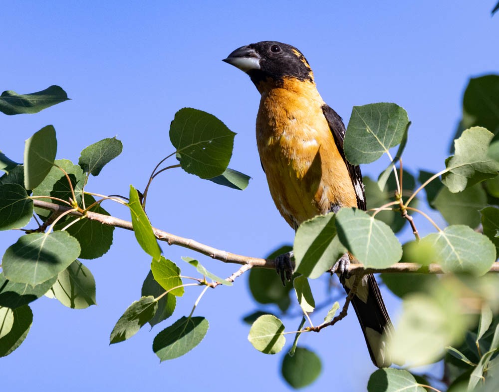 Black-headed Grosbeak - ML638315379