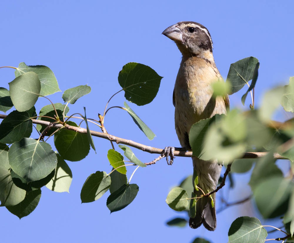 Black-headed Grosbeak - ML638315380