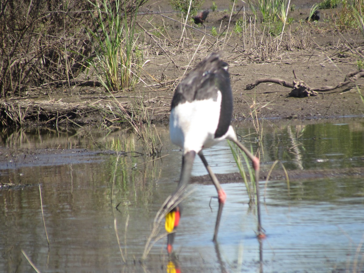 Saddle-billed Stork - ML638315384