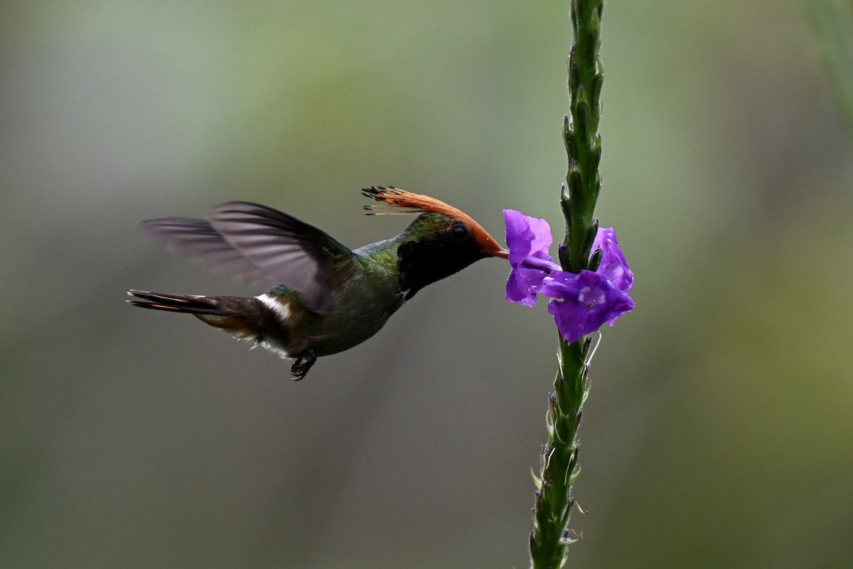 Rufous-crested Coquette - ML638315386