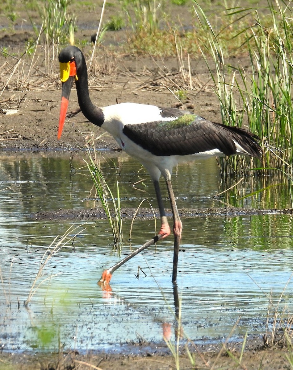 Saddle-billed Stork - ML638315389