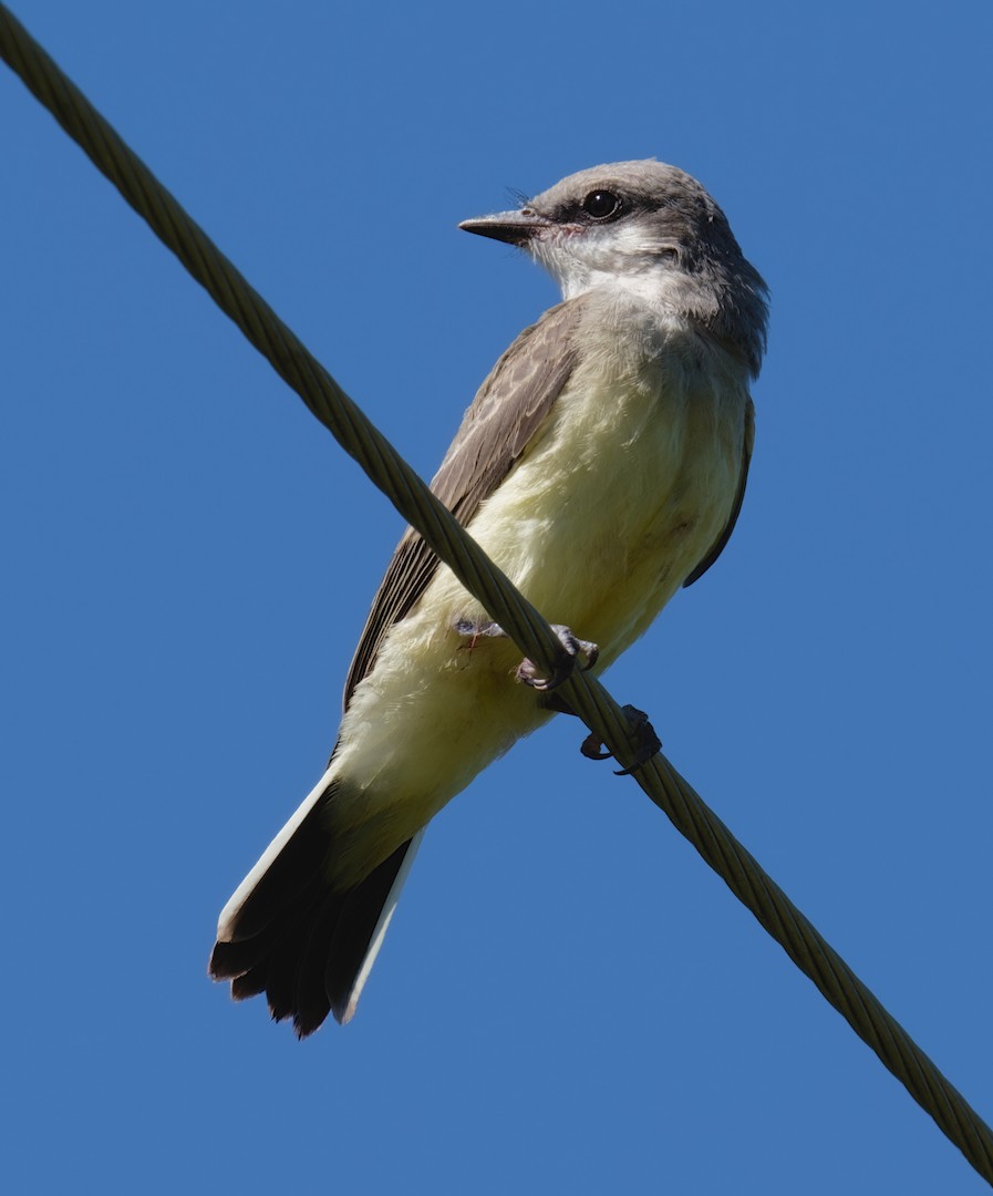 Western Kingbird - ML638315391