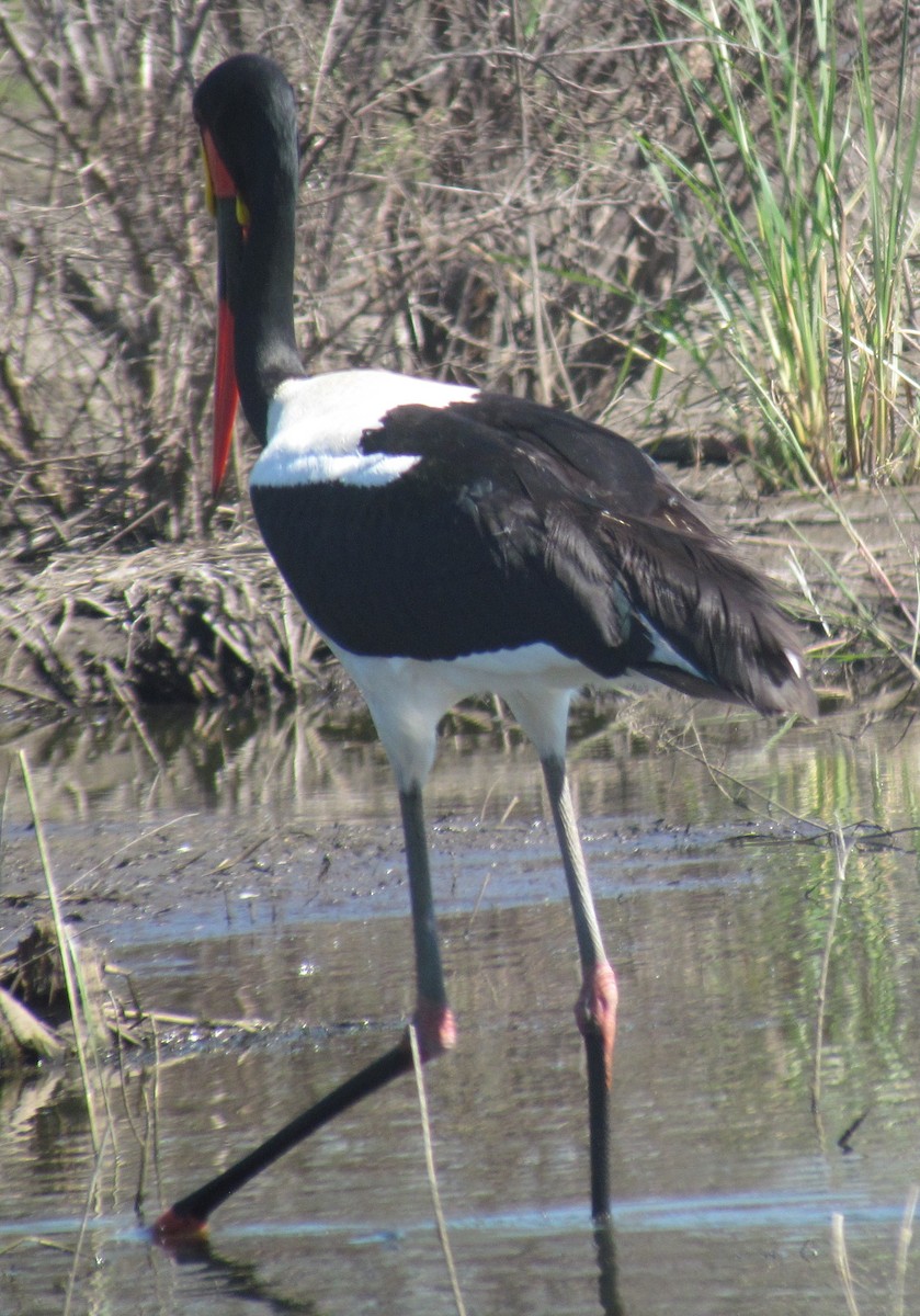 Saddle-billed Stork - ML638315393