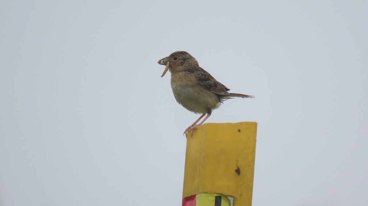 Grasshopper Sparrow - ML638315396
