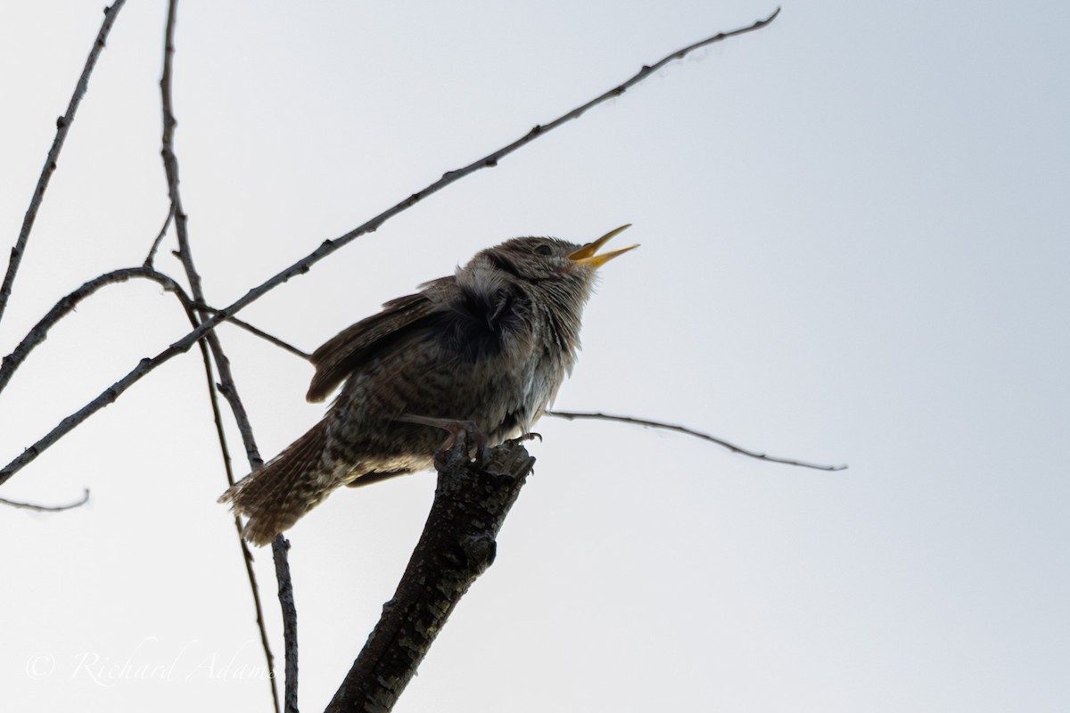 Northern House Wren - ML638315404