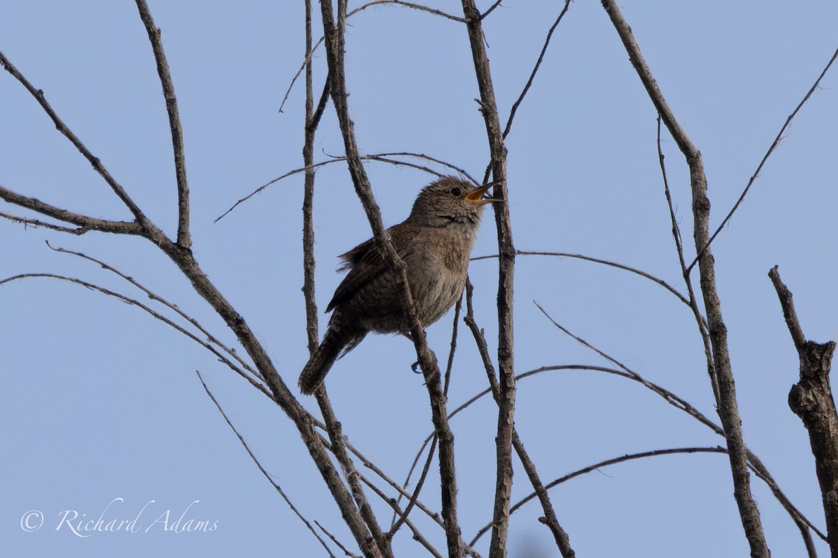 Bewick's Wren - ML638315407