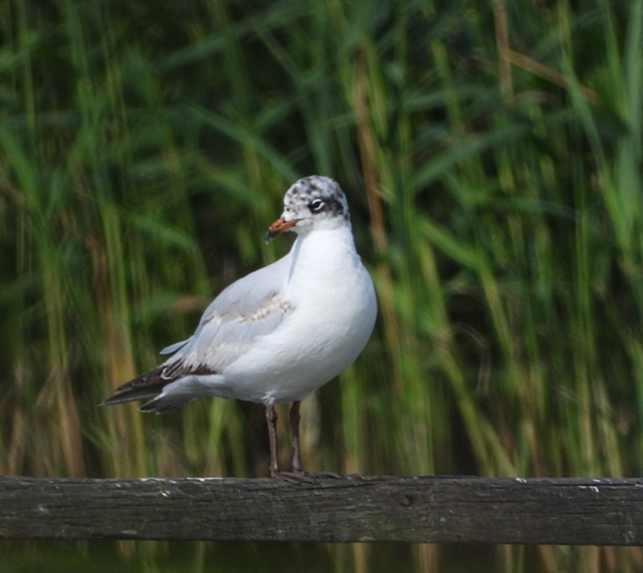 Mediterranean Gull - ML638315416