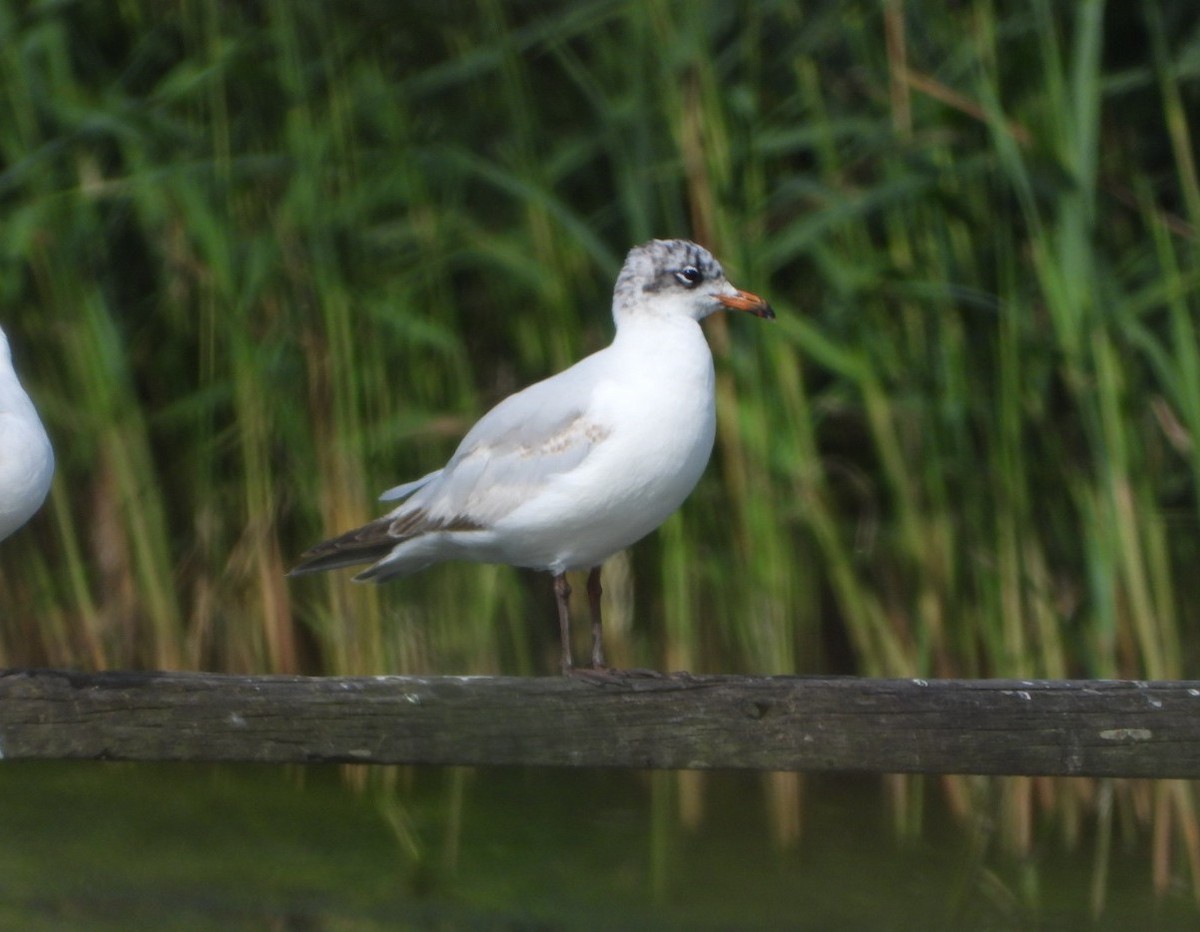 Mediterranean Gull - ML638315420